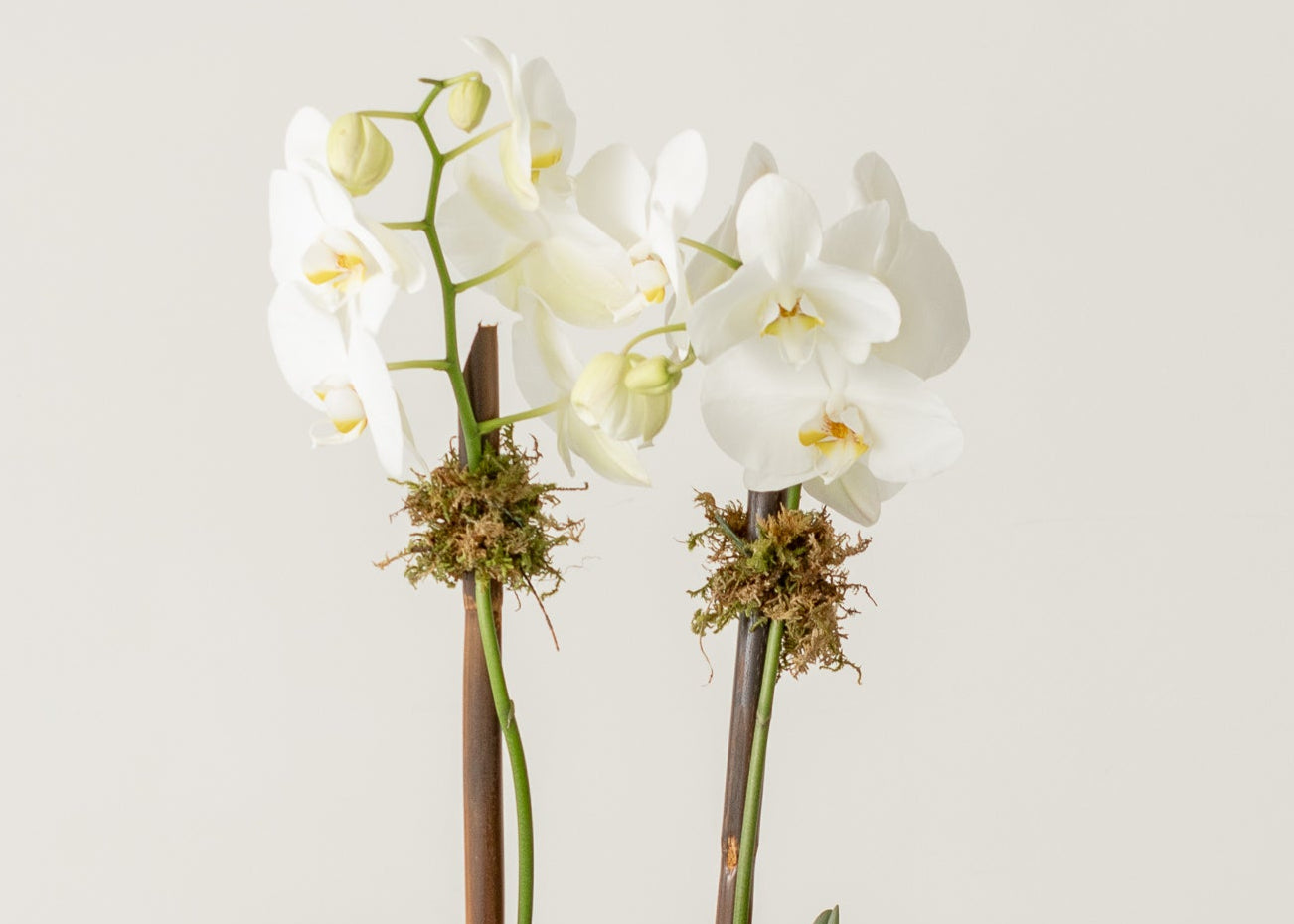 Orquidea Tokio