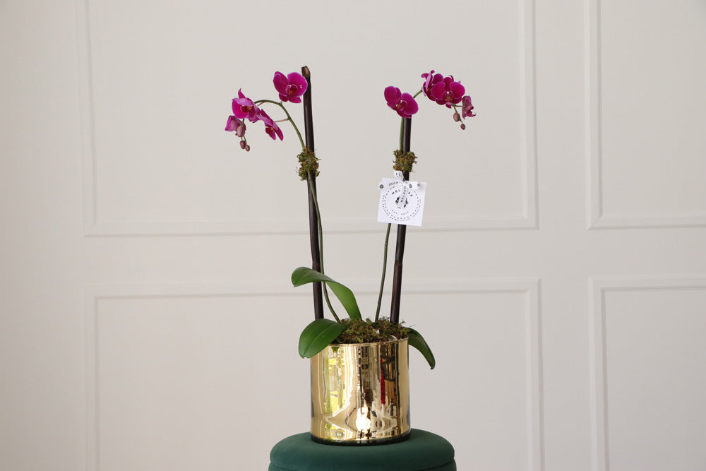 Orquídeas