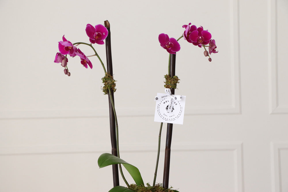 Orquídeas