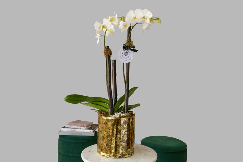 Orquídeas