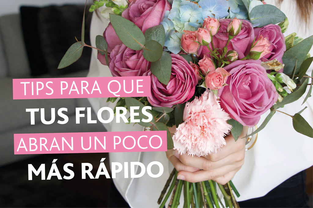 Tips para que tus flores abran un poco más rápido