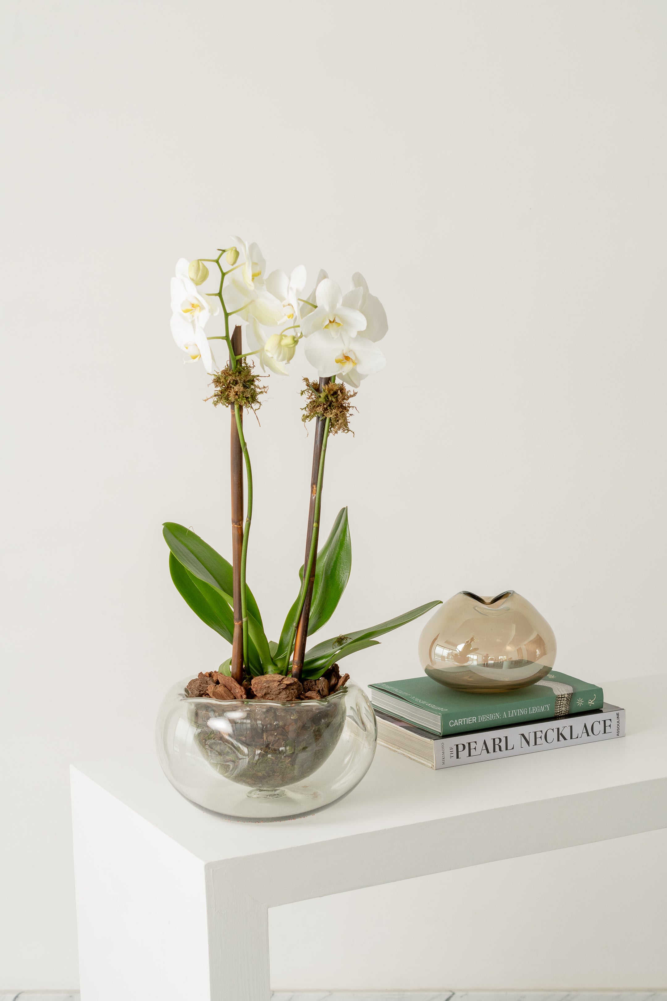 Orquidea Tokio