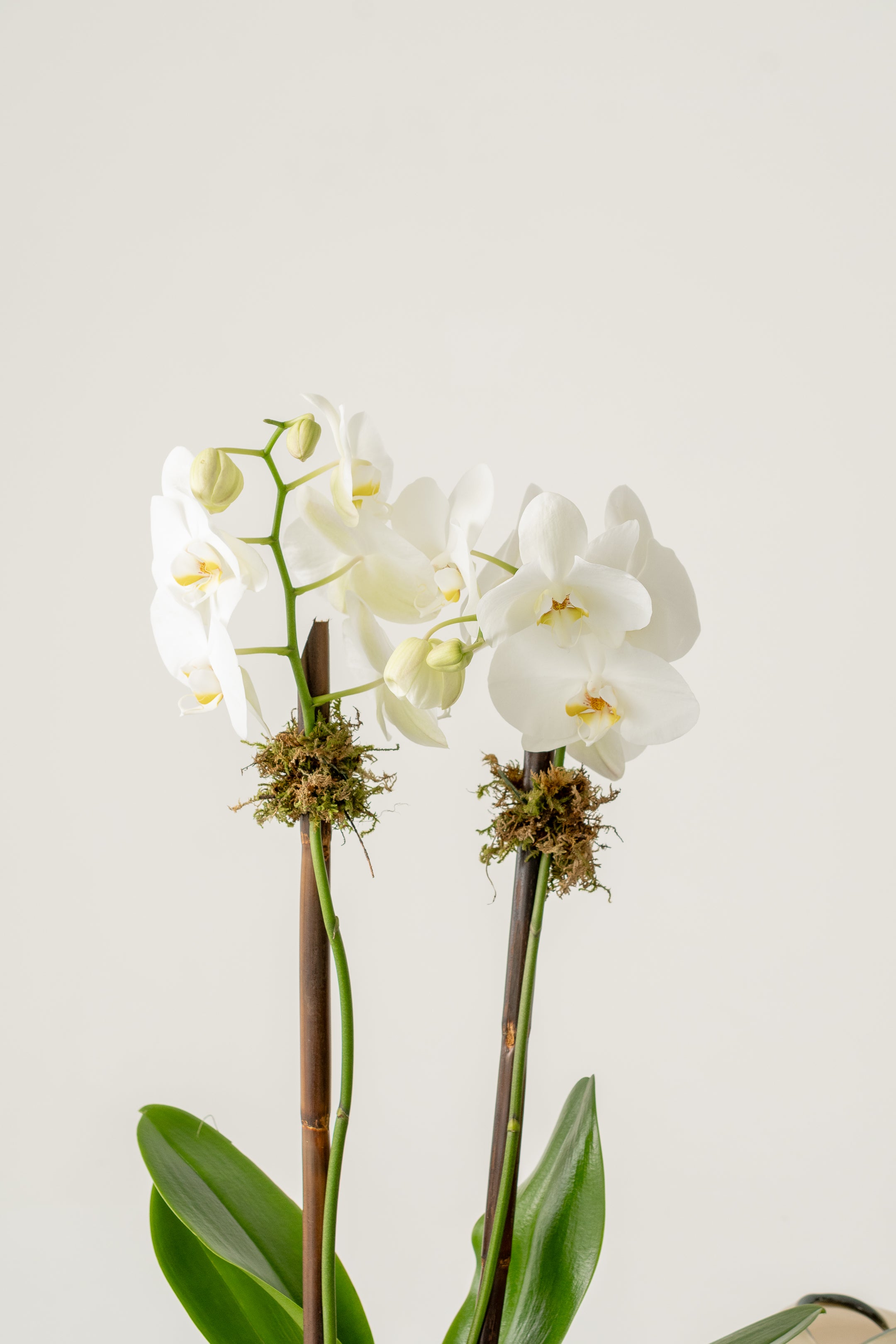 Orquidea Tokio