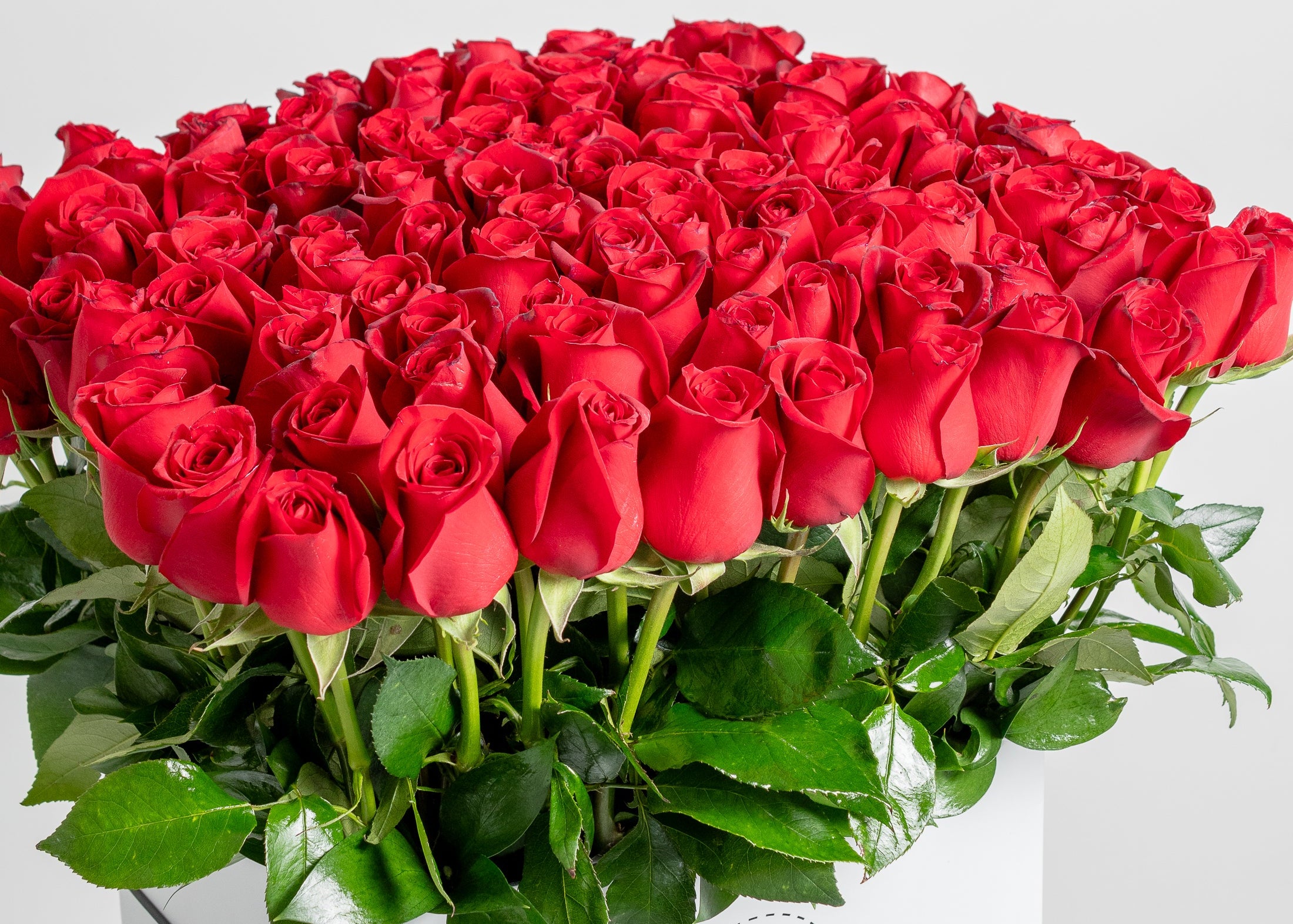 100 Rosas Rojas Premium
