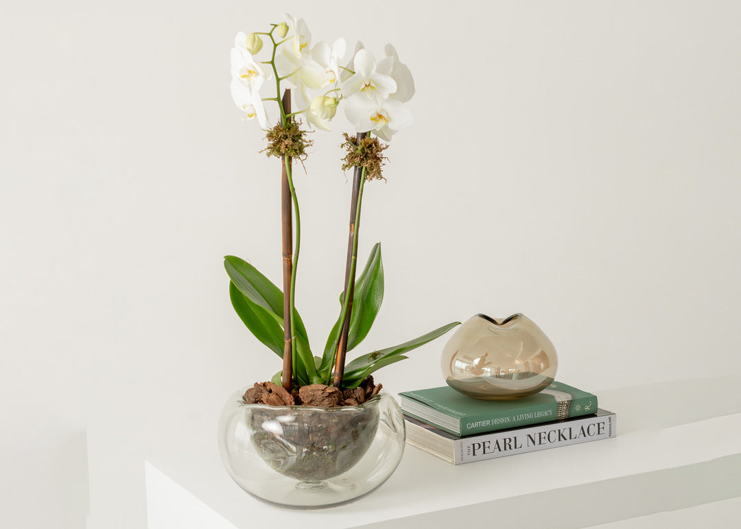 Orquidea Tokio