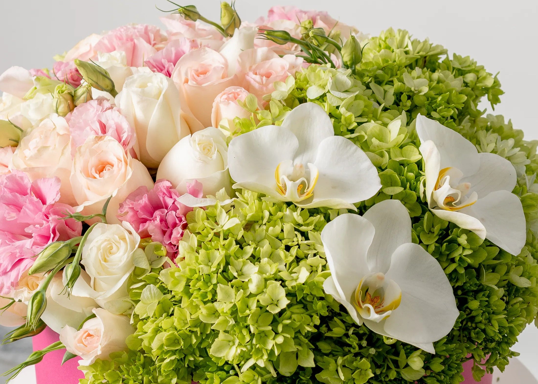 Rosas y Orquídeas