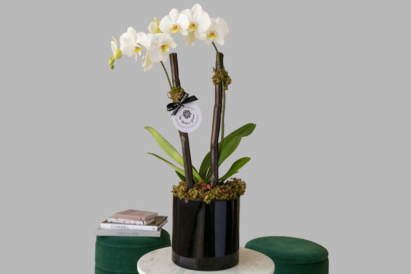 Orquídeas